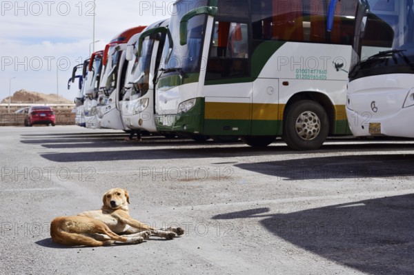 Dog and buses at the car park of Hatshepsut Temple, Mortuary Temple of Hatshepsut, Deir el-Bahari, Thebes, Luxor, Egypt