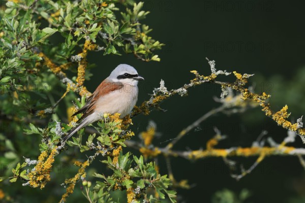 Red-backed shrike (Lanius collurio), male, North Rhine-Westphalia, Germany