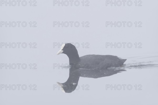 Eurasian Coot (Fulica atra) swimming in the morning mist, North Rhine-Westphalia, Germany