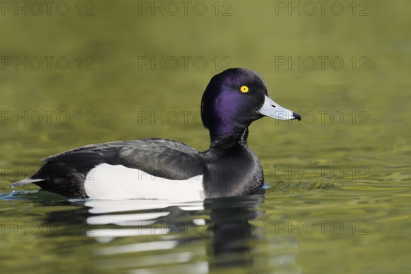 Tufted Duck (Aythya fuligula), swimming drake, North Rhine-Westphalia, Germany