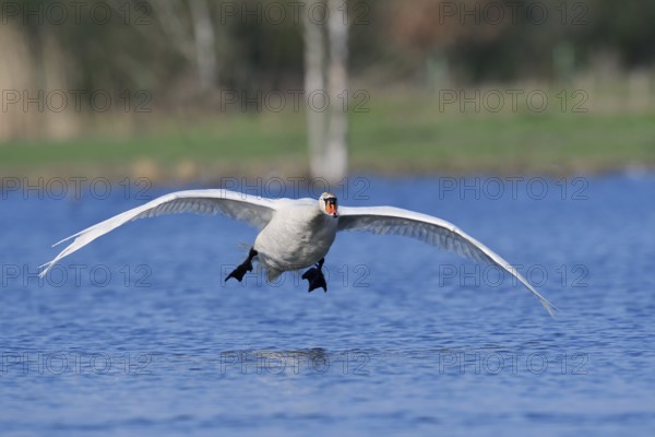 Mute swan (Cygnus olor) flying over a lake, North Rhine-Westphalia, Germany