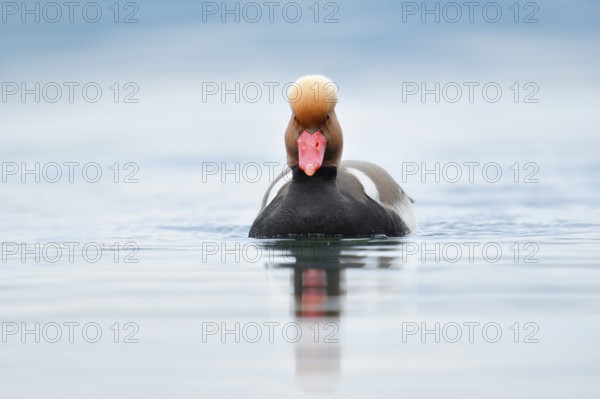 Red-crested pochard (Netta rufina), swimming drake, Lake Constance, Baden-Württemberg, Germany