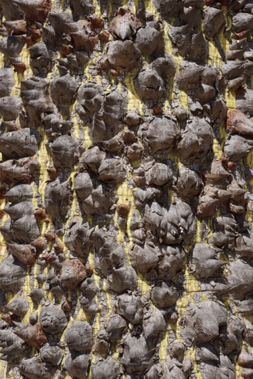 Floret silk tree (Ceiba speciosa), trunk with pointed spines, Algarve Portugal