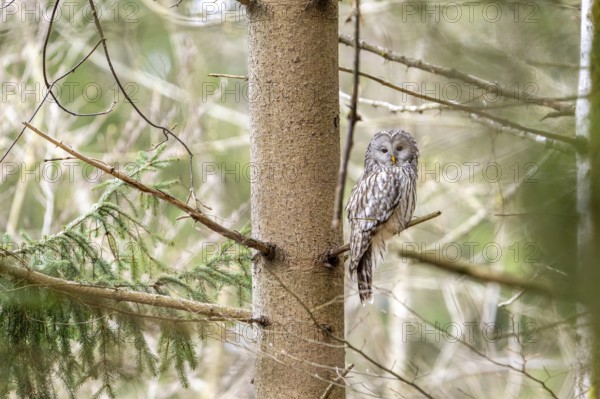 Ural owl (Strix uralensis), owl, on a branch, Koroska, Slovenia