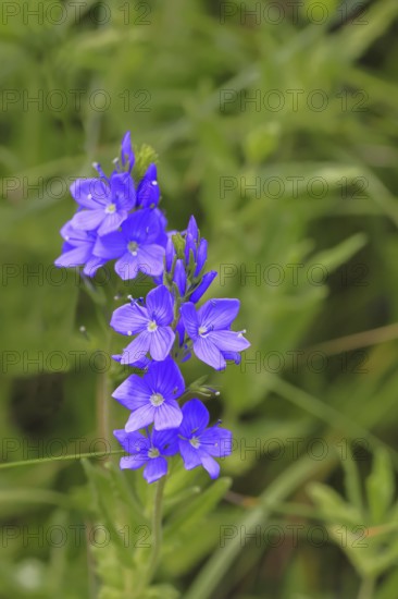 Veronica teucrium (Veronica teucrium) blue flower at the edge of a field hedge, Lahnstein, Rhineland-Palatinate, Germany