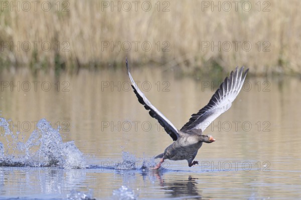 Greylag goose (Anser anser) taking off on a pond, Wagbachniederung nature reserve, Waghäusel, Baden-Württemberg, Germany