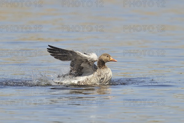 Greylag goose (Anser anser), bathing, flapping its wings on a pond, Wagbachniederung nature reserve, Waghäusel, Baden-Württemberg, Germany