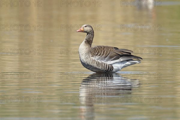 Greylag goose (Anser anser), swimming on a pond, Wagbachniederung nature reserve, Waghäusel, Baden-Württemberg, Germany