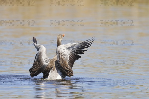Greylag goose (Anser anser), flapping its wings on a pond, Wagbachniederung nature reserve, Waghäusel, Baden-Württemberg, Germany