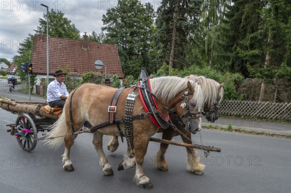 Two Haflinger horses pull the church tree to the fairground, Eckenhaid, Middle Franconia, Bavaria, Germany