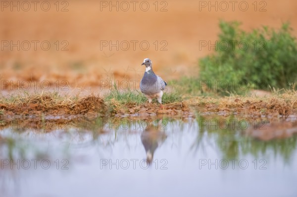 Rock dove (Columba livia) on a farmers field at a water pool, Belchite, Aragon, Saragossa, Spain