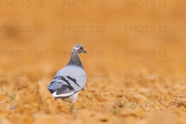Rock dove (Columba livia) on a farmers field, Belchite, Aragon, Saragossa, Spain