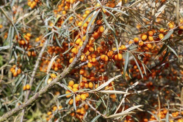 Orange fruit berries of common sea buckthorn plant, Hippophae, Bawdsey, Suffolk, England, UK