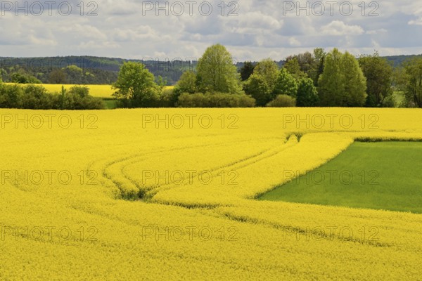 View over a field landscape, blooming rape fields (Brassica napus), cloudy sky, North Rhine-Westphalia, Germany