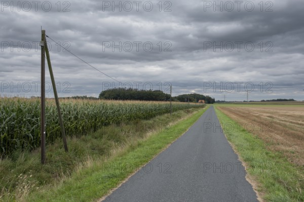 View along a road and a power cable lined by a corn field and harvested grain field to a detached farm, Asendorf, district of Diepholz, Lower Saxony, Germany