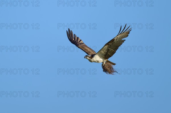 Osprey in flight with outstretched wings under a clear blue sky, Osprey (Pandion haliaetus), Flamingo, Everglades National Park, Florida, USA