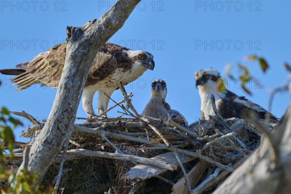 Osprey pair and chicks in a nest of branches under a clear blue sky, Osprey (Pandion haliaetus), Flamingo, Everglades National Park, Florida, USA