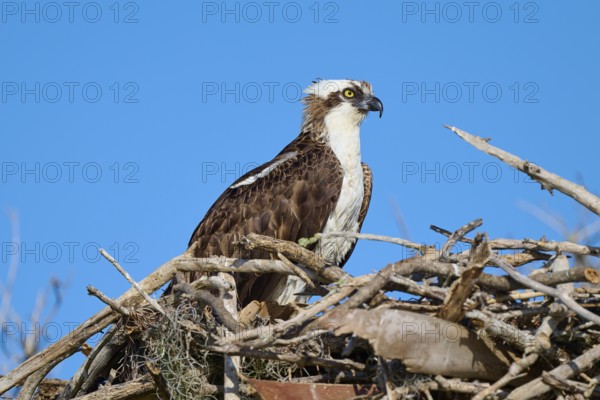 An osprey rests on a nest of branches under a clear blue sky, Osprey (Pandion haliaetus), Flamingo, Everglades National Park, Florida, USA