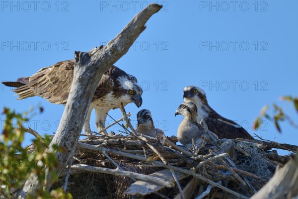 Osprey pair and chicks in a nest of branches with clear sky in the background, Osprey (Pandion haliaetus), Flamingo, Everglades National Park, Florida, USA