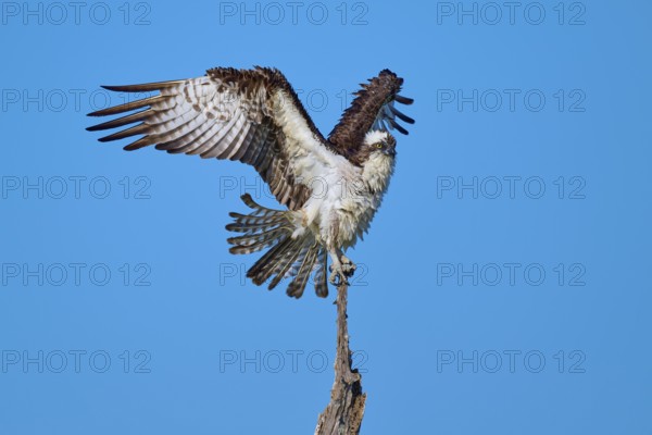 Bird spreading wings over a perch, against a clear sky, Osprey (Pandion haliaetus), Flamingo, Everglades National Park, Florida, USA