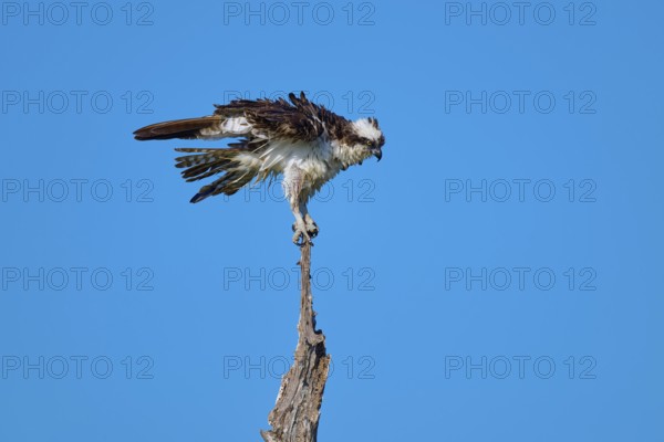 Osprey in concentrated position on a branch in front of a blue sky, Osprey (Pandion haliaetus), Flamingo, Everglades National Park, Florida, USA