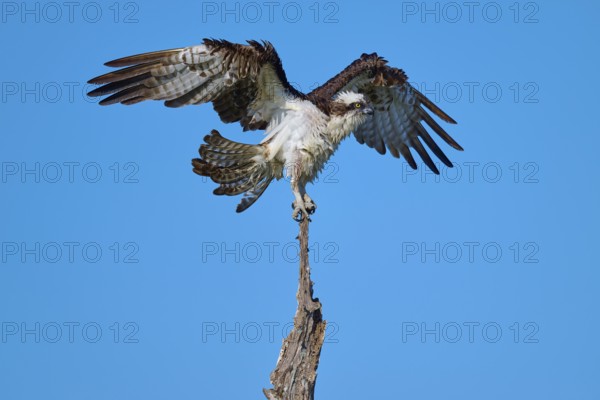 Osprey with spread wings on the top of a branch, Osprey (Pandion haliaetus), Flamingo, Everglades National Park, Florida, USA
