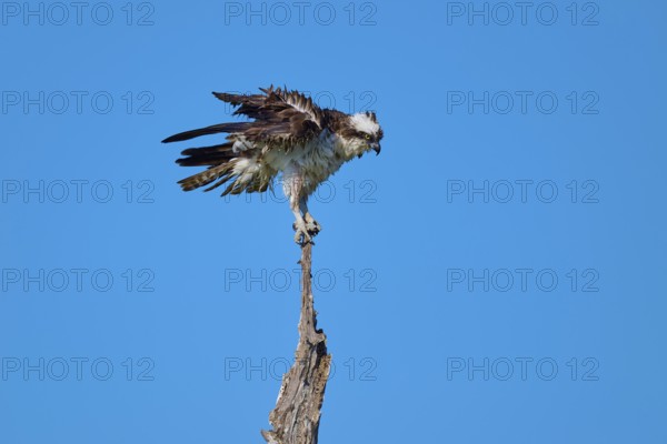 Osprey with raised wings on a branch in front of a blue sky, Osprey (Pandion haliaetus), Flamingo, Everglades National Park, Florida, USA