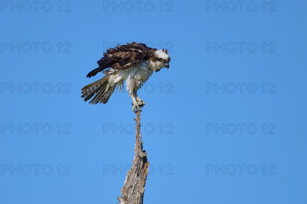 Osprey sitting calmly on a branch against a blue sky, Osprey (Pandion haliaetus), Flamingo, Everglades National Park, Florida, USA