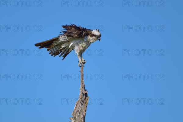 Osprey balancing on a thin branch against a blue background, Osprey (Pandion haliaetus), Flamingo, Everglades National Park, Florida, USA
