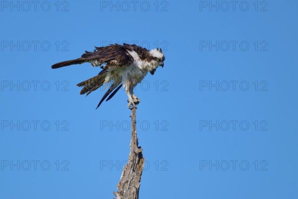 Osprey on a branch with outstretched wings in front of a blue sky, Osprey (Pandion haliaetus), Flamingo, Everglades National Park, Florida, USA