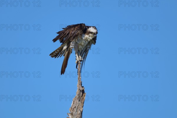 Osprey sitting on a branch in front of a clear blue sky, Osprey (Pandion haliaetus), Flamingo, Everglades National Park, Florida, USA