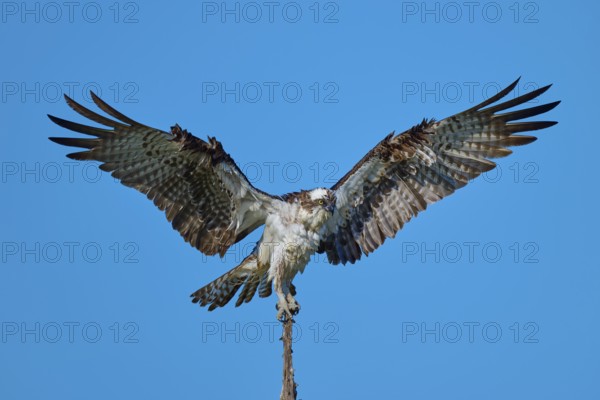 Bird of prey balancing on a branch with fully spread wings, Osprey (Pandion haliaetus), Flamingo, Everglades National Park, Florida, USA