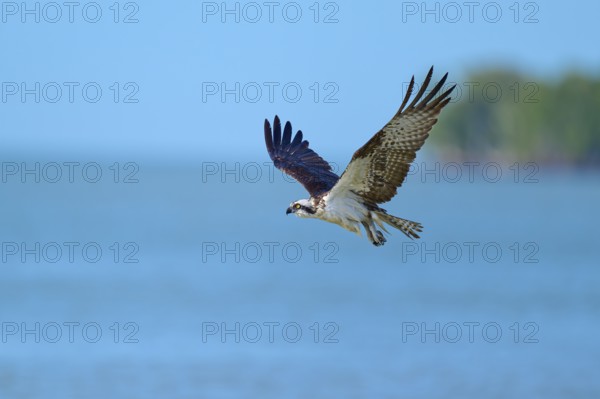 An osprey glides over a wide blue expanse of water in the sky, Osprey (Pandion haliaetus), Flamingo, Everglades National Park, Florida, USA