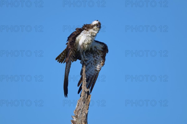 An osprey poses majestically on a tree in front of a deep blue sky, Osprey (Pandion haliaetus), Flamingo, Everglades National Park, Florida, USA