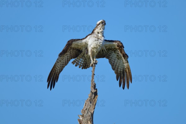 Bird spreads its wings with ease and rests on a thin branch, Osprey (Pandion haliaetus), Flamingo, Everglades National Park, Florida, USA