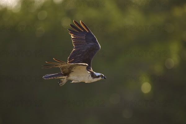 An osprey soars through the air with a blurred green background, Osprey (Pandion haliaetus), Flamingo, Everglades National Park, Florida, USA
