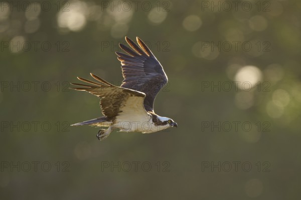An osprey in flight in front of a blurred green background, Osprey (Pandion haliaetus), Flamingo, Everglades National Park, Florida, USA8