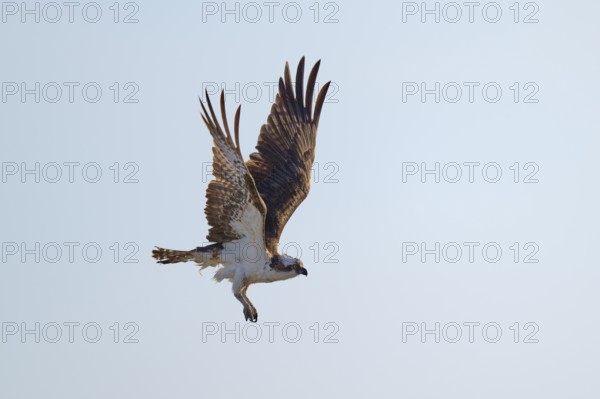 Osprey in flight with wide wings against a bright sky, Osprey (Pandion haliaetus), Flamingo, Everglades National Park, Florida, USA