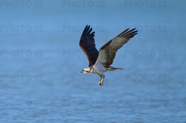 An osprey flies over a blue water surface with flowing movements, Osprey (Pandion haliaetus), Flamingo, Everglades National Park, Florida, USA