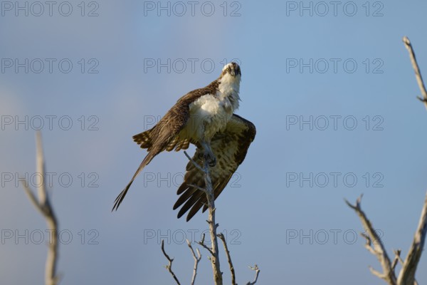 An osprey observes the surroundings from a branch, Osprey (Pandion haliaetus), Flamingo, Everglades National Park, Florida, USA