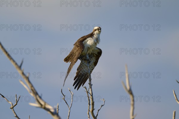 An osprey sitting on a branch in front of a blue sky, Osprey (Pandion haliaetus), Flamingo, Everglades National Park, Florida, USA