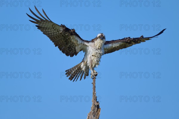 Osprey on branch with wings spread wide in front of blue sky, Osprey (Pandion haliaetus), Flamingo, Everglades National Park, Florida, USA