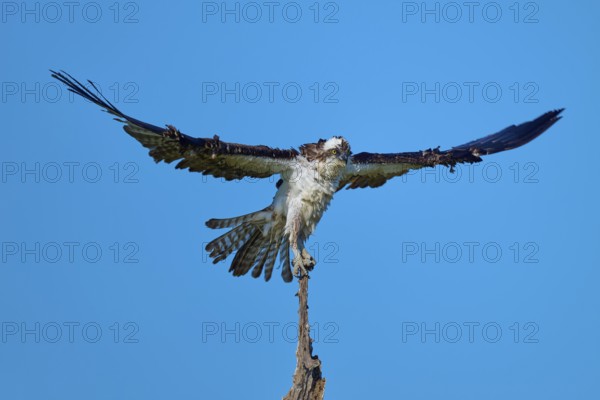 Osprey on top of a branch with horizontal wings, clear sky, Osprey (Pandion haliaetus), Flamingo, Everglades National Park, Florida, USA