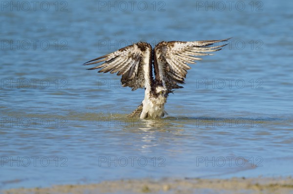 Osprey stretching its wings upwards as it rises from the water, Osprey (Pandion haliaetus), Flamingo, Everglades National Park, Florida, USA