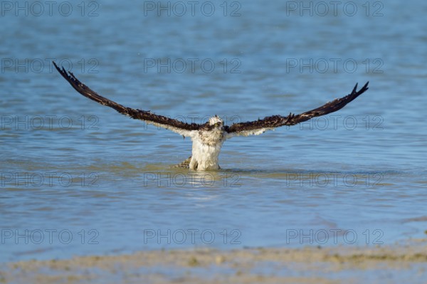 Osprey with wings wide open on take-off from the water, Osprey (Pandion haliaetus), Flamingo, Everglades National Park, Florida, USA