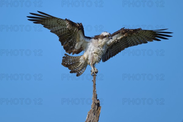 Osprey with wings spread wide on a branch, Osprey (Pandion haliaetus), Flamingo, Everglades National Park, Florida, USA
