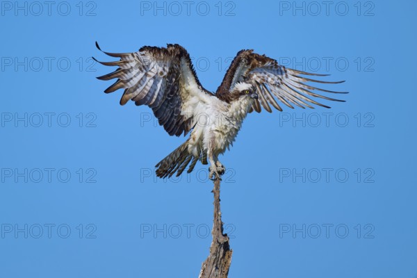 Osprey on a branch with outstretched wings ready for take-off, Osprey (Pandion haliaetus), Flamingo, Everglades National Park, Florida, USA