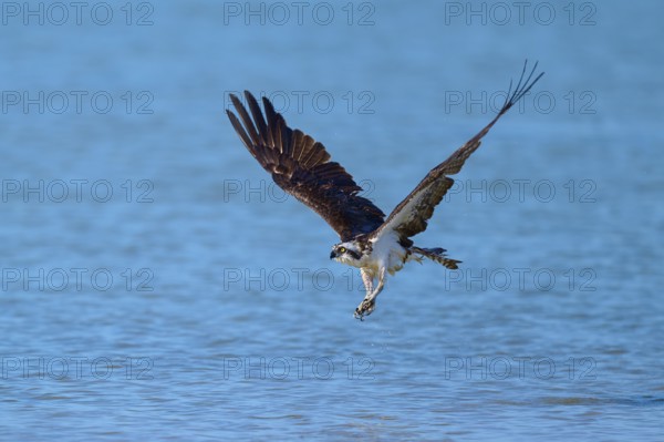 An osprey flies close over the water, ready to hunt, Osprey (Pandion haliaetus), Flamingo, Everglades National Park, Florida, USA