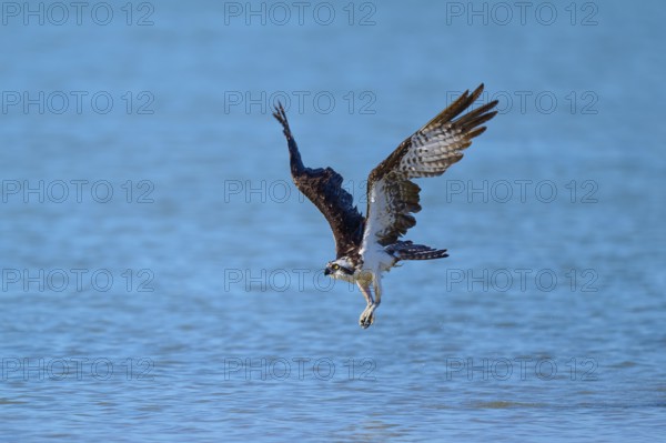 An osprey swooping over a blue expanse of water, Osprey (Pandion haliaetus), Flamingo, Everglades National Park, Florida, USA