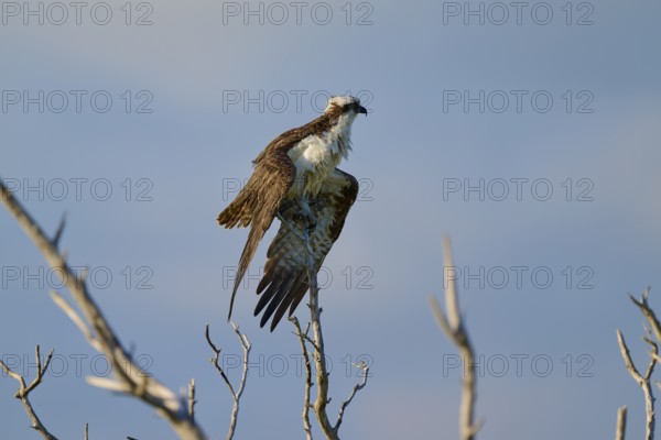 An osprey sits on a bare branch under a blue sky, Osprey (Pandion haliaetus), Flamingo, Everglades National Park, Florida, USA